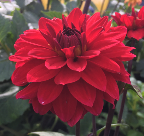Dahlia Menorca